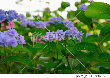 野市のアジサイ 紫陽花 野市のアジサイ 紫陽花 127602370