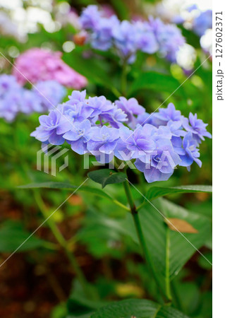 野市のアジサイ 紫陽花 野市のアジサイ 紫陽花 127602371