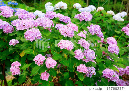 野市のアジサイ　紫陽花 127602374