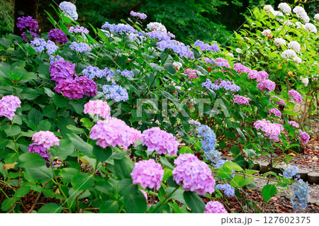 野市のアジサイ　紫陽花 127602375