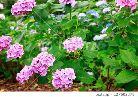 野市のアジサイ　紫陽花 127602379