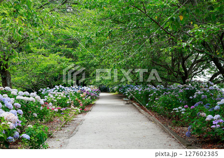野市のアジサイ　紫陽花 127602385
