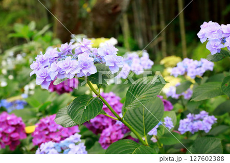 野市のアジサイ 紫陽花 野市のアジサイ 紫陽花 127602388