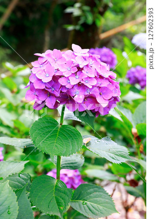 野市のアジサイ　紫陽花 127602393