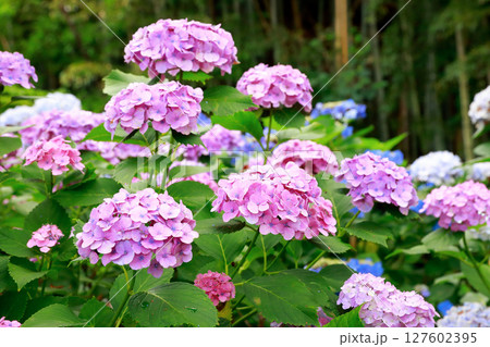 野市のアジサイ 紫陽花 野市のアジサイ 紫陽花 127602395