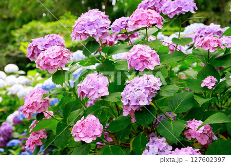 野市のアジサイ 紫陽花 野市のアジサイ 紫陽花 127602397