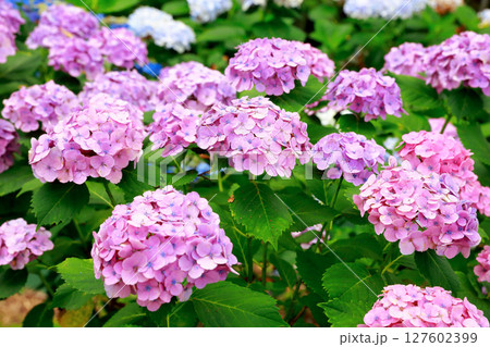 野市のアジサイ　紫陽花 127602399