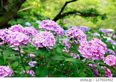 野市のアジサイ　紫陽花 127602402