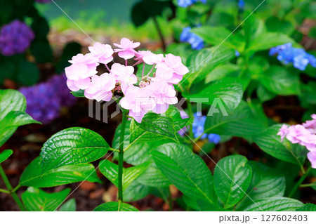 野市のアジサイ　紫陽花 127602403