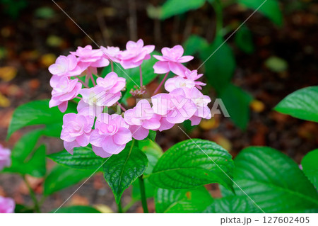 野市のアジサイ 紫陽花 野市のアジサイ 紫陽花 127602405