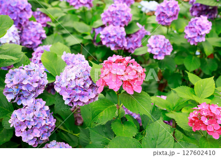 野市のアジサイ　紫陽花 127602410