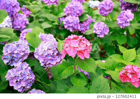 野市のアジサイ　紫陽花 127602411