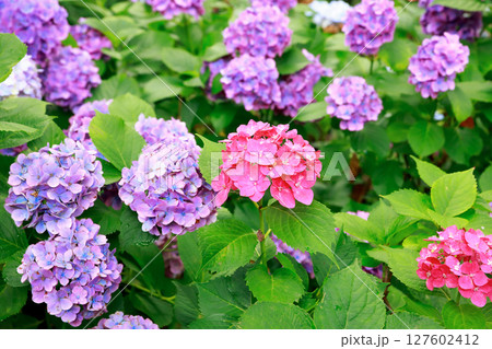 野市のアジサイ　紫陽花 127602412
