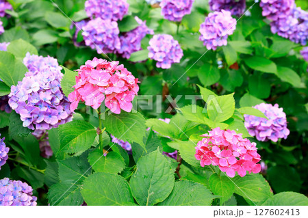 野市のアジサイ　紫陽花 127602413