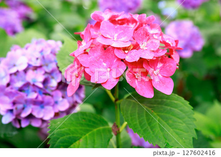 野市のアジサイ 紫陽花 野市のアジサイ 紫陽花 127602416