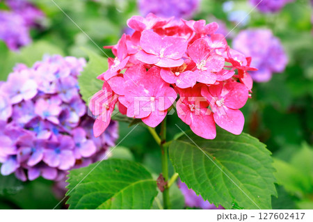 野市のアジサイ　紫陽花 127602417