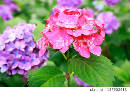 野市のアジサイ 紫陽花 野市のアジサイ 紫陽花 127602418