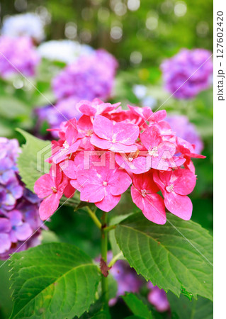野市のアジサイ 紫陽花 野市のアジサイ 紫陽花 127602420