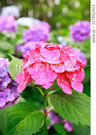 野市のアジサイ　紫陽花 127602421