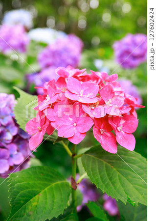 野市のアジサイ 紫陽花 野市のアジサイ 紫陽花 127602424
