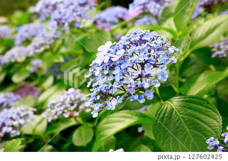 野市のアジサイ 紫陽花 野市のアジサイ 紫陽花 127602425
