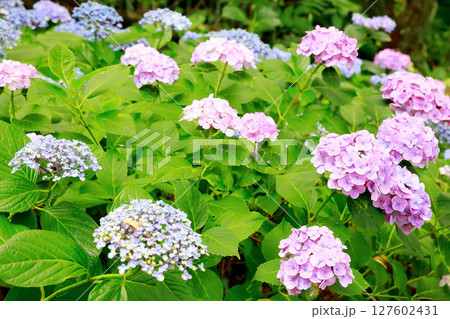 野市のアジサイ　紫陽花 127602431
