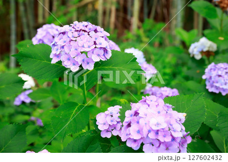 野市のアジサイ　紫陽花 127602432