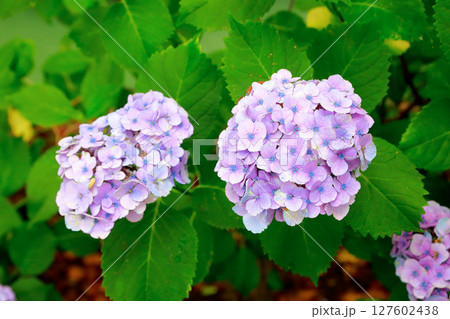 野市のアジサイ 紫陽花 野市のアジサイ 紫陽花 127602438