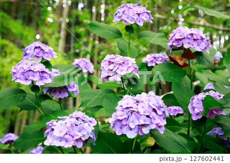 野市のアジサイ 紫陽花 野市のアジサイ 紫陽花 127602441