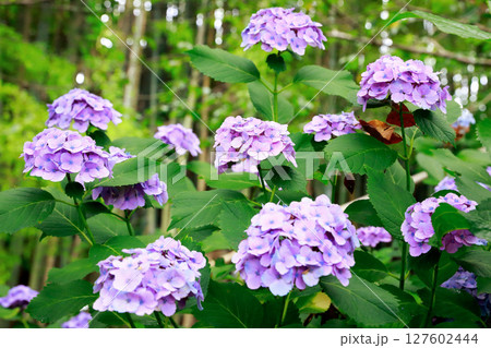 野市のアジサイ 紫陽花 野市のアジサイ 紫陽花 127602444