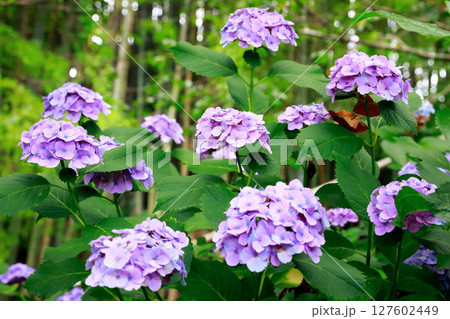 野市のアジサイ 紫陽花 野市のアジサイ 紫陽花 127602449
