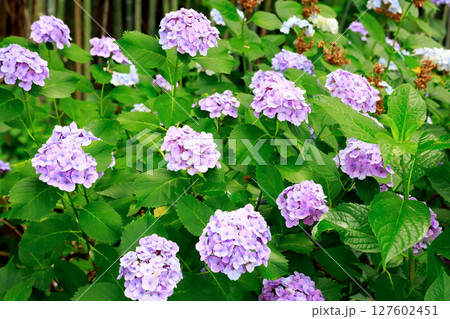 野市のアジサイ 紫陽花 野市のアジサイ 紫陽花 127602451