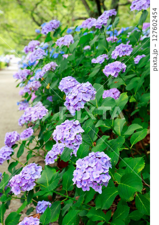 野市のアジサイ　紫陽花 127602454