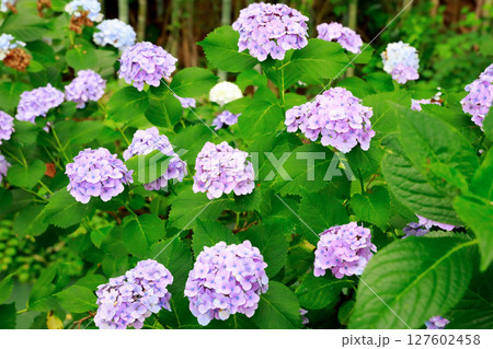 野市のアジサイ　紫陽花 127602458
