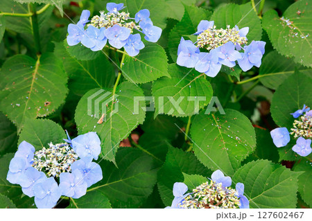 野市のアジサイ　紫陽花 127602467