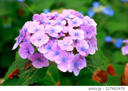 野市のアジサイ　紫陽花 127602470