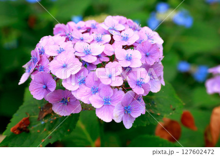 野市のアジサイ　紫陽花 127602472