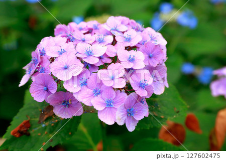 野市のアジサイ　紫陽花 127602475