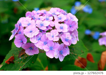 野市のアジサイ　紫陽花 127602476