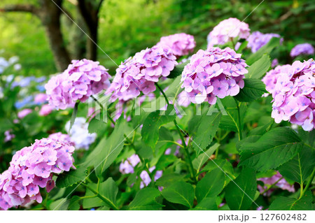 野市のアジサイ　紫陽花 127602482