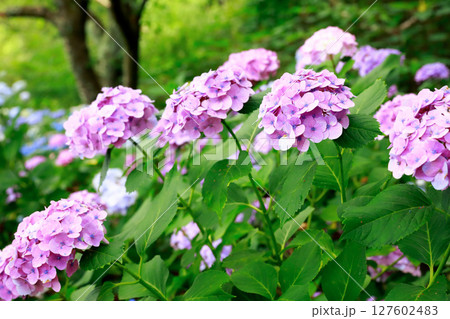 野市のアジサイ　紫陽花 127602483