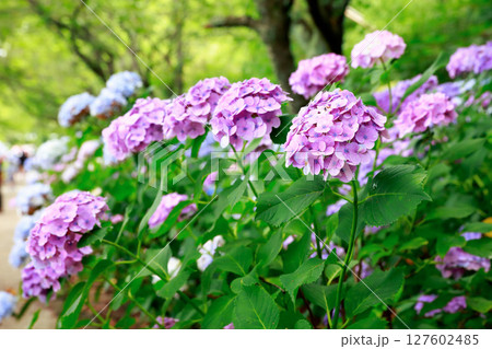 野市のアジサイ　紫陽花 127602485