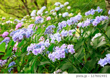 野市のアジサイ 紫陽花 野市のアジサイ 紫陽花 127602491