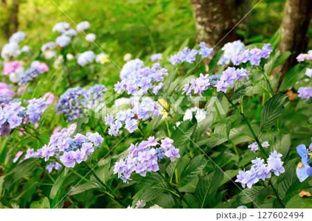 野市のアジサイ　紫陽花 127602494