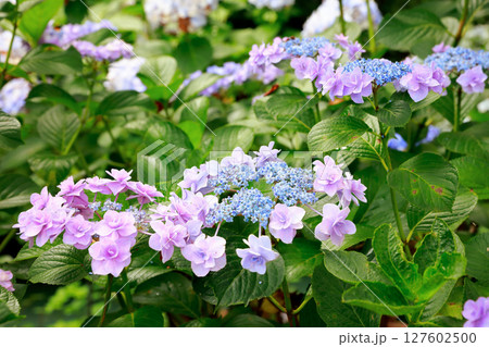 野市のアジサイ　紫陽花 127602500