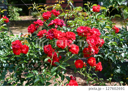 バラ「ノックアウト」バラの殿堂入り Rose "Knock Out" Rose Hall of Fa バラ「ノックアウト」バラの殿堂入り Rose "Knock Out" Rose Hall of Fa 127602691