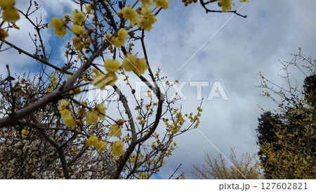 曇り空　梅の木 127602821