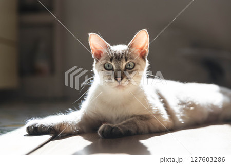 見つめる猫 127603286