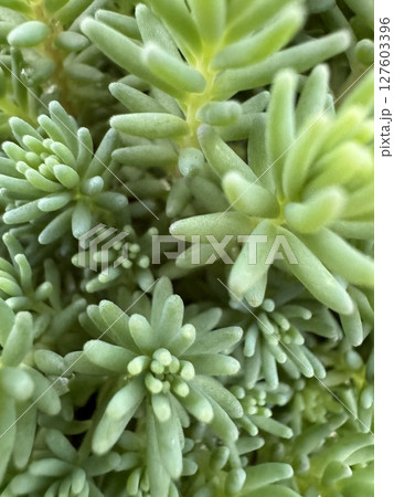 多肉植物（セダム） 127603396