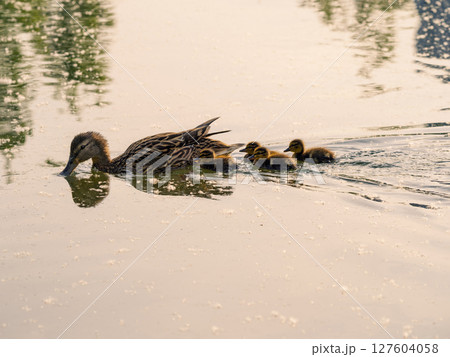 A female mallard swimming together brood of ducklings 127604058